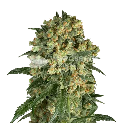 Somango XXL cannabis seeds