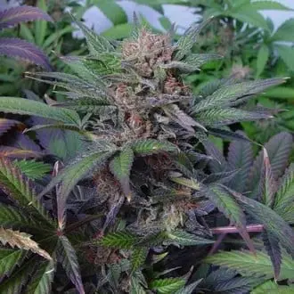 Somango cannabis seeds by Soma Seeds