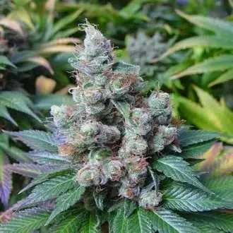 SomaRi cannabis seeds by Soma Seeds