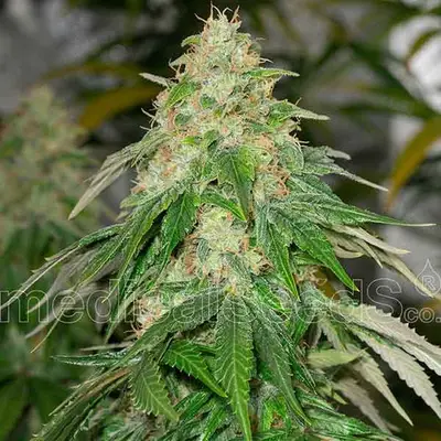 Some Sweet cannabis seeds by Medical Seeds