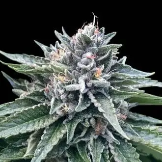 Sorbet 4 cannabis seeds