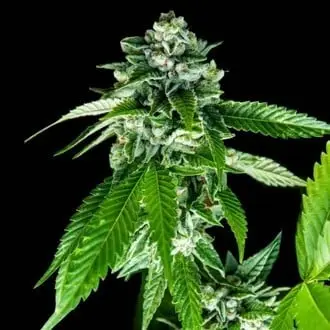 Sorbet Dreams cannabis seeds