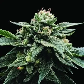 Sorbet Stash cannabis seeds