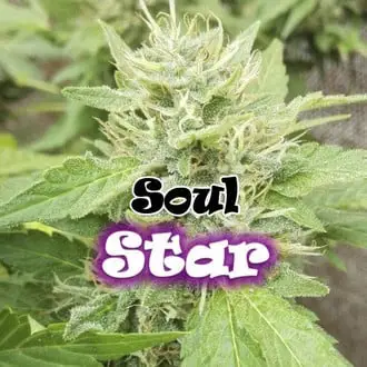 Soul Star cannabis seeds