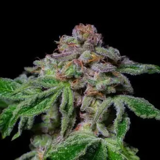 Sour Aloha cannabis seeds by Pure Instinto