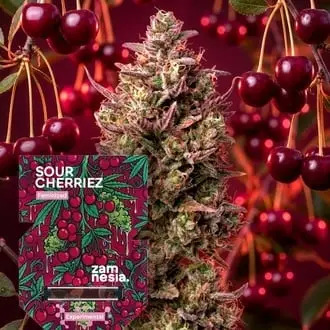Sour Cherriez cannabis seeds by Zamnesia Seeds