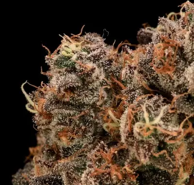 Sour Cherry Diesel cannabis seeds