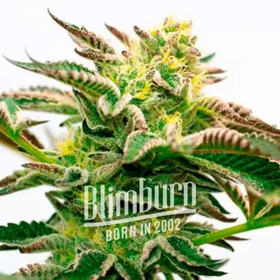 Sour Diesel Kush cannabis seeds