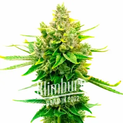 Sour Diesel x OG Kush cannabis seeds