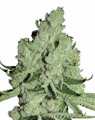 Sour Diesel cannabis seeds