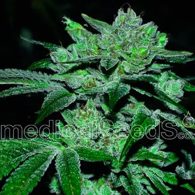 Sour Glue cannabis seeds by Medical Seeds