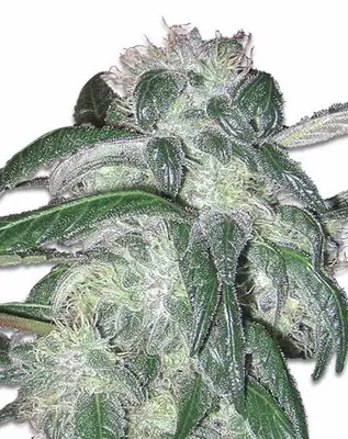 Sour Grape Kush cannabis seeds