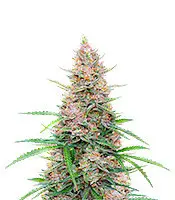 Sour Jealousy cannabis seeds