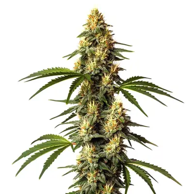 Sour Kush cannabis seeds by Blimburn Seeds