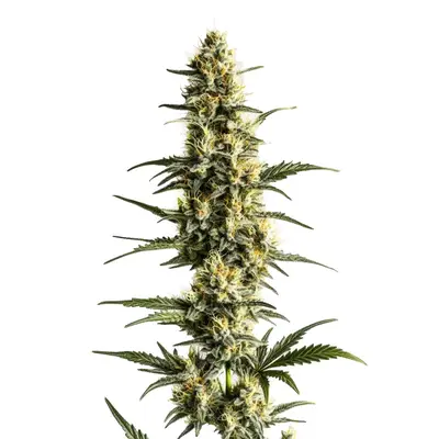 Sour Lemon cannabis seeds by Blimburn Seeds