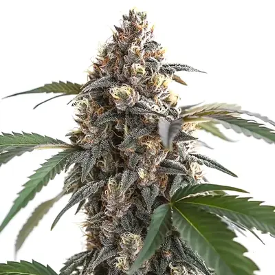 Sour Mac F1 cannabis seeds by Blimburn Seeds