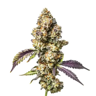 Sour Mac cannabis seeds by Blimburn Seeds