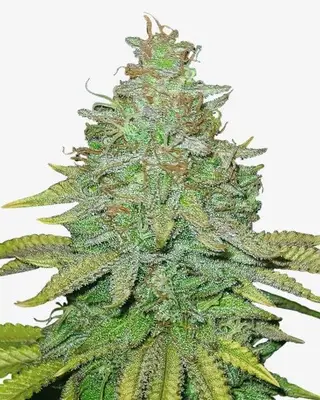 Sour OG cannabis seeds