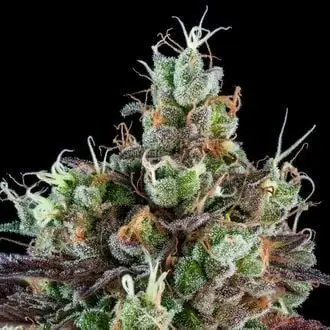 Sour Ripper cannabis seeds by Ripper Seeds