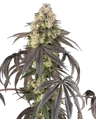 Sour Sherb cannabis seeds