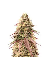 Sour Strawberry cannabis seeds