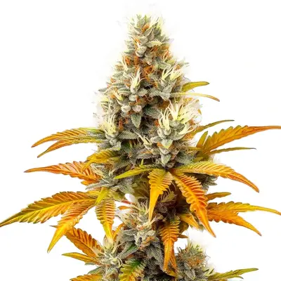 Sour Tangie cannabis seeds by Blimburn Seeds