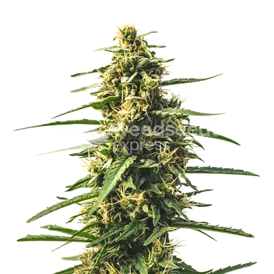 Sour Tsunami CBD cannabis seeds