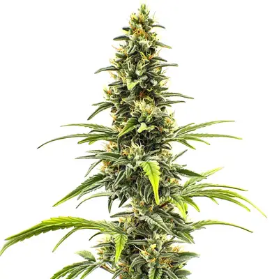 Sour Tsunami cannabis seeds by Blimburn Seeds