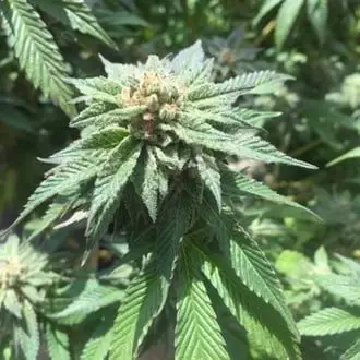 Sour Walker cannabis seeds