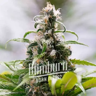 South African cannabis seeds