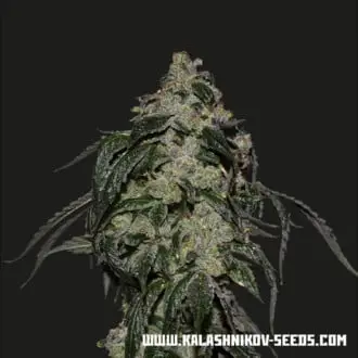 Soyuz OG Express cannabis seeds by Kalashnikov Seeds