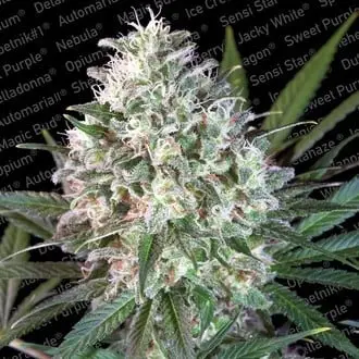 Space Cookies cannabis seeds