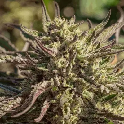 Space Panda cannabis seeds