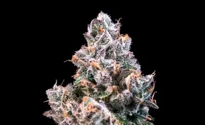 Space Station cannabis seeds