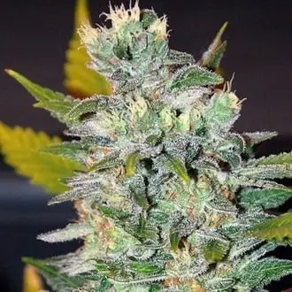Space cannabis seeds by World of Seeds