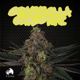 Spazzola Garletti cannabis seeds