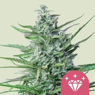 Special Kush 1 cannabis seeds