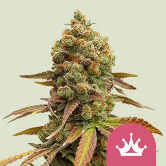 Special Queen 1 cannabis seeds