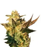Speedy Boom cannabis seeds