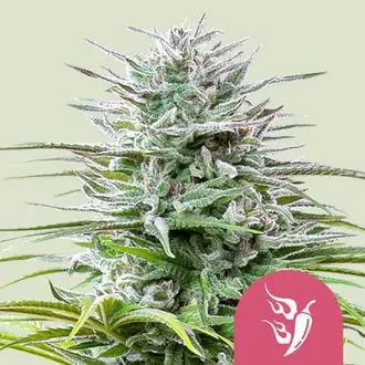 Speedy Chile - Fast Flowering cannabis seeds by Royal Queen Seeds