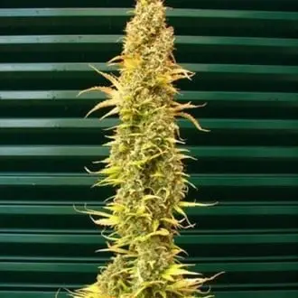 Spice cannabis seeds by Mr. Nice