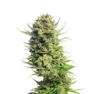 Spicebomb cannabis seeds by Amsterdam Genetics