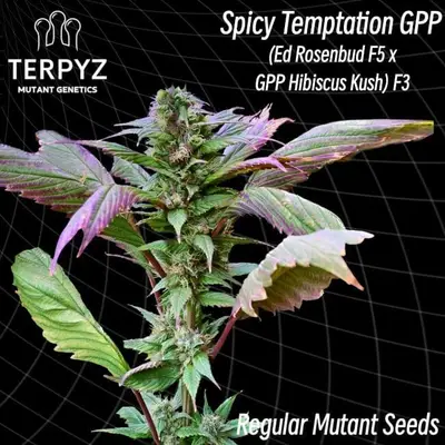 Spicy Temptation GPP cannabis seeds