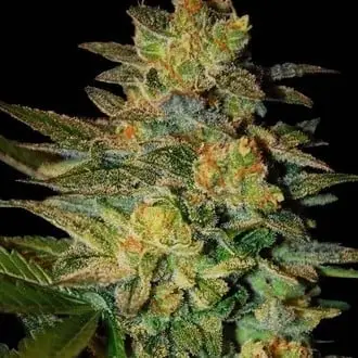 Spiritual Punk cannabis seeds
