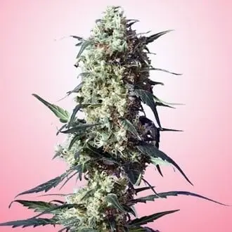 Spliff's Strawberry cannabis seeds by Spliff Seeds