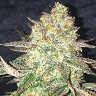 Spooky OG cannabis seeds by Pure Instinto