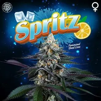 Spritz cannabis seeds by Perfect Tree