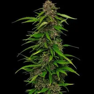 Squirt cannabis seeds by Humboldt Seed Company