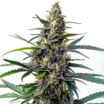 Star Killer Fast Version cannabis seeds