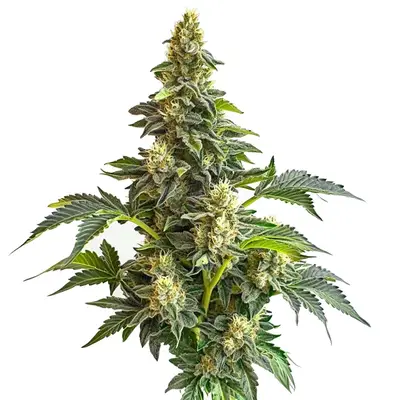 Star Killer x Do-Si-Dos cannabis seeds by Blimburn Seeds